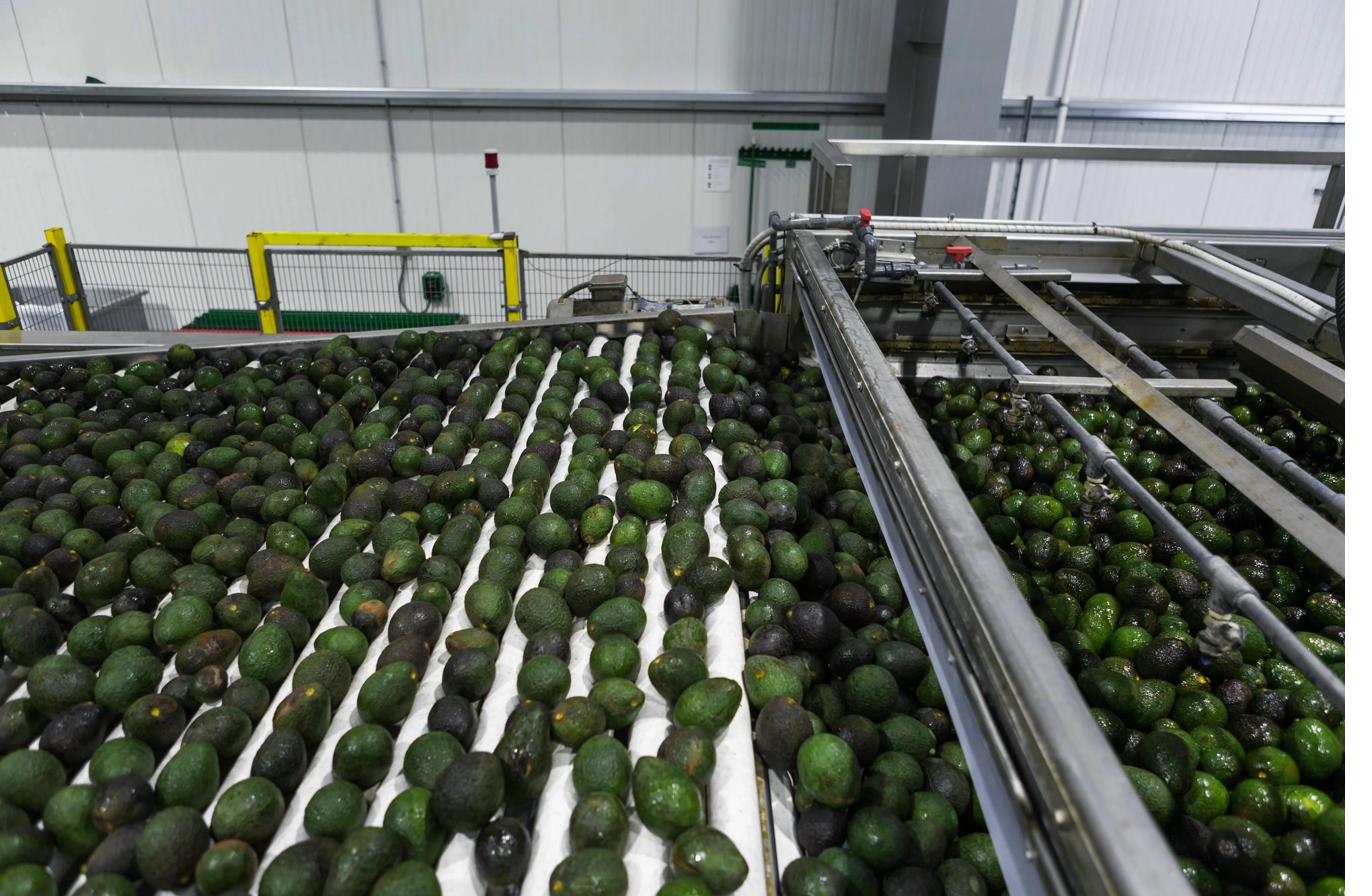 Industrial avocado sorting and processing line